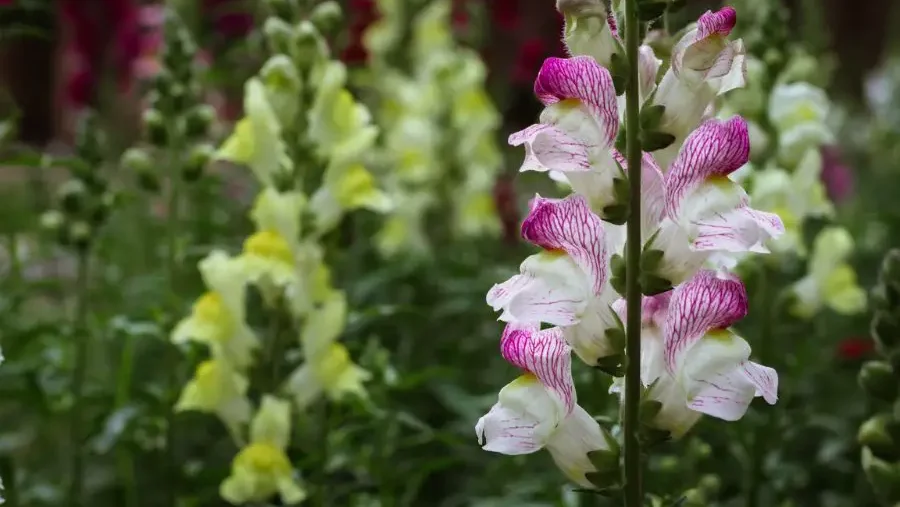 Vibrant pink-veined white flowers amidst yellow blossoms, a variety of colorful garden flowers.