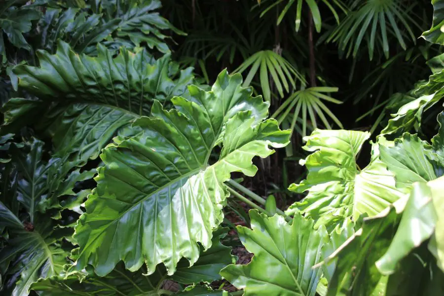 How to Revive the Elephant Ear Plant
