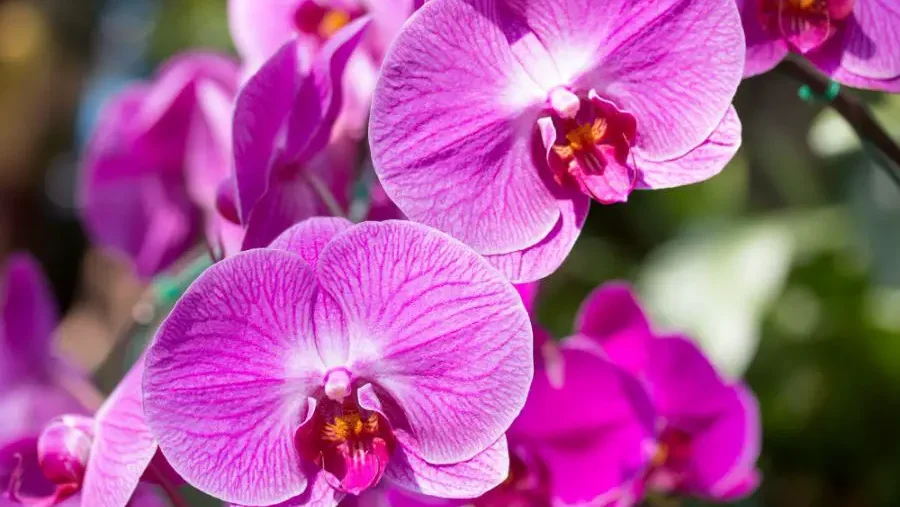 Vibrant pink orchid flowers in full bloom, highlighting the beauty of orchids after blooms have begun to flourish.