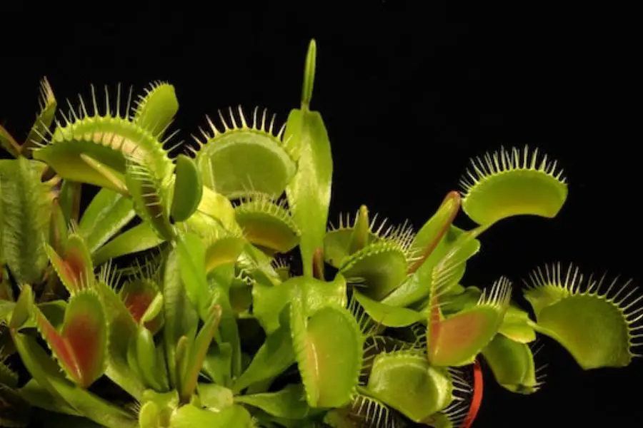 Venus flytrap displaying open traps, ready to catch prey.