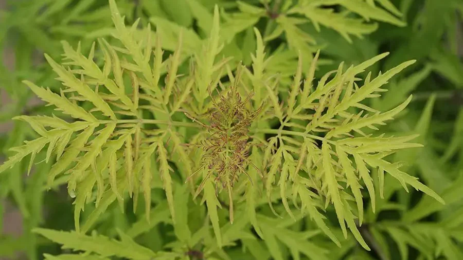 A close-up of Lemony Lace Elderberry leaves, with some showing potential signs of health problems.