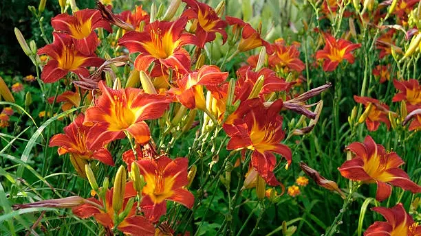 Cluster of blooming red and yellow daylilies.