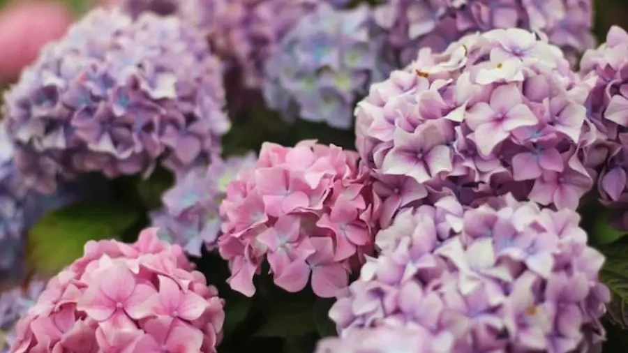 Flowers That Represent Life After Death 2 Hydrangeas represent heartfelt emotions and perseverance.