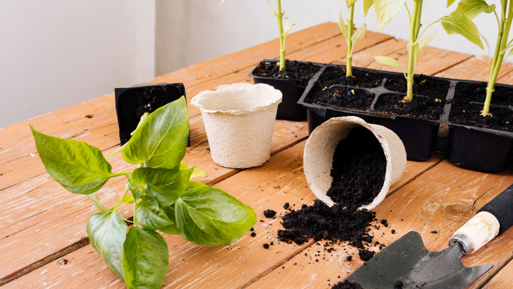 Fresh basil plant beside overturned biodegradable pot and seedlings, hinting at a start to hydroponic coffee growing.