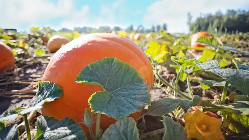 How To Grow Giant Pumpkins With Milk 2 Bright orange pumpkin surrounded by its large green leaves and vine, indicative of a nourishing technique such as milk feeding for growth.