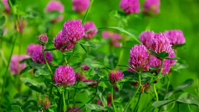 All About How Does Clover Spread 1 Vibrant clover spread with pink blossoms flourishing amidst lush greenery.