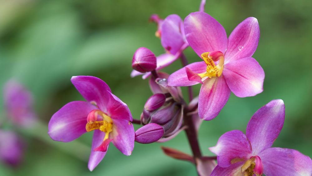 Purple Valentine Orchid with yellow centers on a green background.
