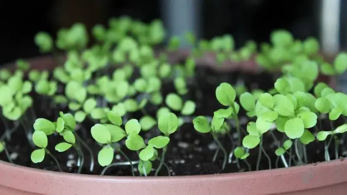 A terracotta pot filled with young, green leggy lettuce seedlings demonstrating early growth stages.