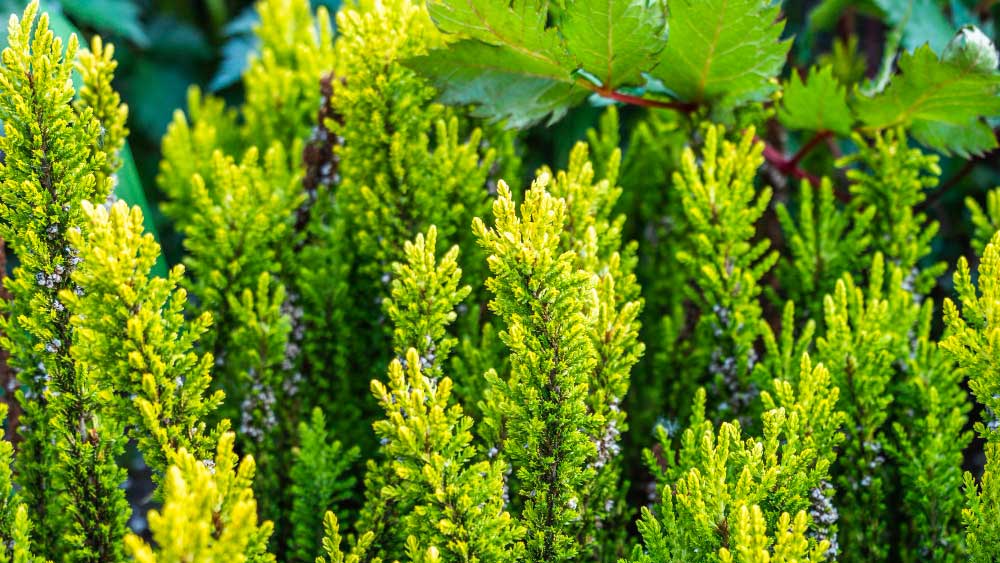 Lush Leyland Cypress foliage with vibrant green tips suggesting new growth, set against a backdrop of mature leaves.