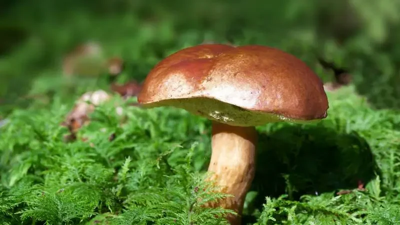 Why Fungi Need To Live In Moist Areas 2 A robust, brown-capped mushroom rising from a bed of vibrant green moss, showcasing the moisture-rich environment fungi favor.
