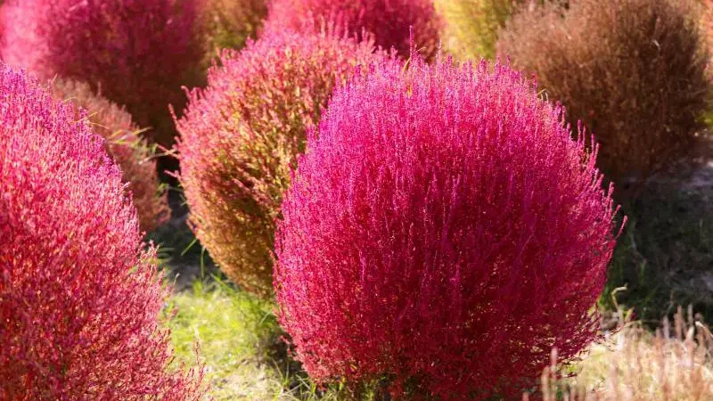 Vibrant pink and rust-colored summer foliage, offering a lush texture to the landscape.