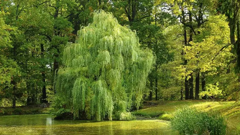 Lush willow trees grow elegantly beside a serene pond, with sweeping green tendrils reflecting in the water.