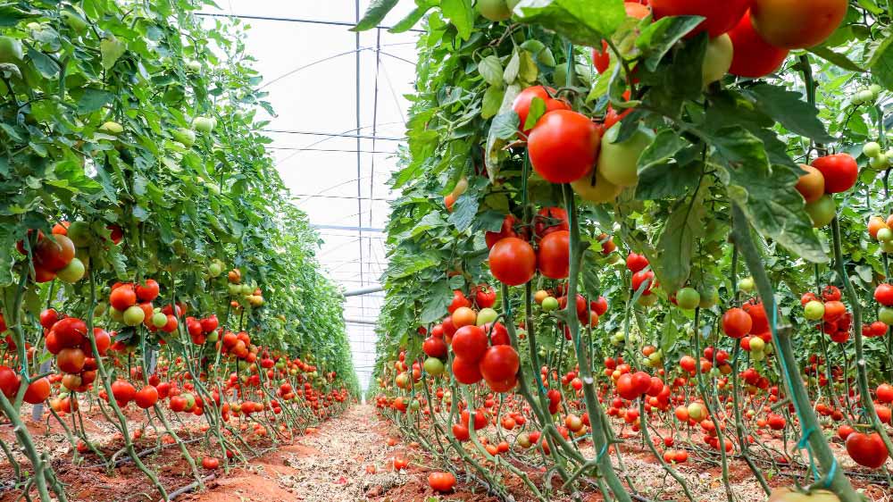 Ripe hydroponic tomatoes on the vine, showcasing efficient water usage in a greenhouse setting.