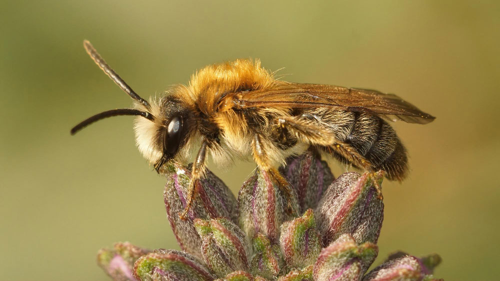 Close-up of a fuzzy, brown and yellow bee with translucent wings perched on a cluster of lavender buds, poised to pollinate.