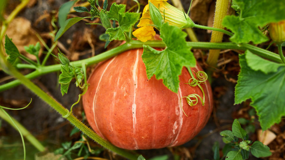 How To Tell If A Flower Has Been Pollinated? 4 A mature squash with visible signs of pollination, such as a swollen base and a dried, withered flower attached to the stem.