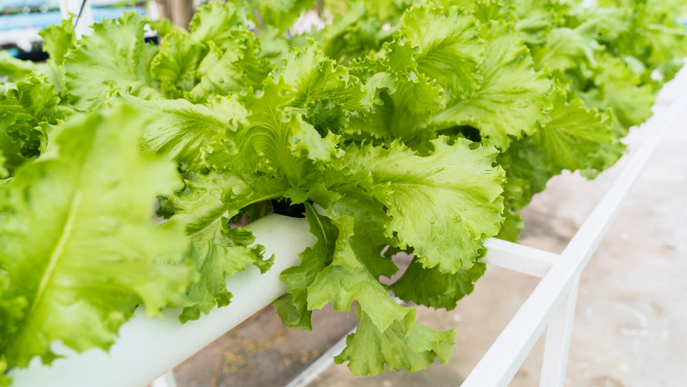 Vibrant green lettuce growing in a white hydroponic farming system.