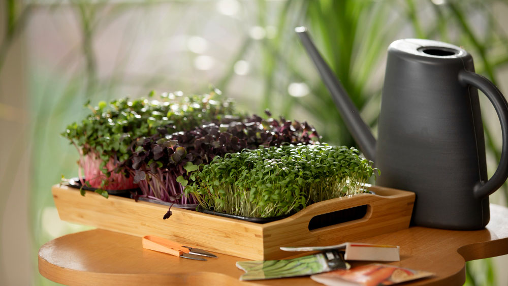 Fresh green and purple microgreens thriving in hydroponic trays on a wooden table, with a sleek watering can nearby, ready for nurturing.