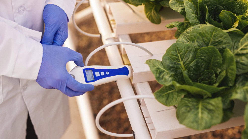 Scientist measuring pH in hydroponics greens, key to pH Down Hydroponics mastery.