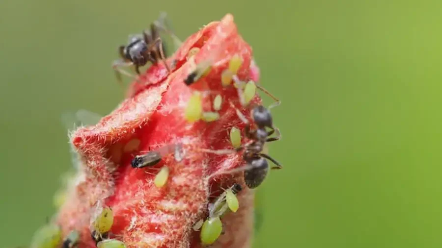 Plant Dying During Flowering - Causes and Solutions 2 Ants on a ripening strawberry, a common issue affecting fruit plants during flowering and fruit development.