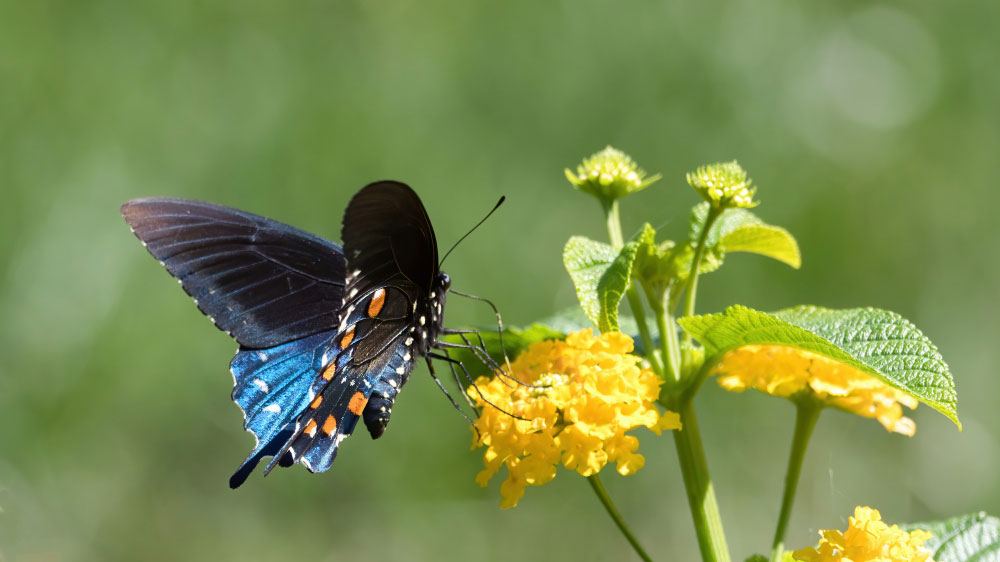 Vibrant blue butterfly pollinating yellow flowers, showcasing the beauty of pollinator plants in a vegetable garden.