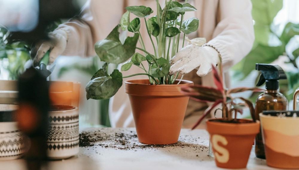 Houseplant Compost: Can I Use Normal Compost for Houseplants? 4 Gardener in gloves pots large-leafed plant in terracotta pot on table, surrounded by tools and plants, using houseplant compost.