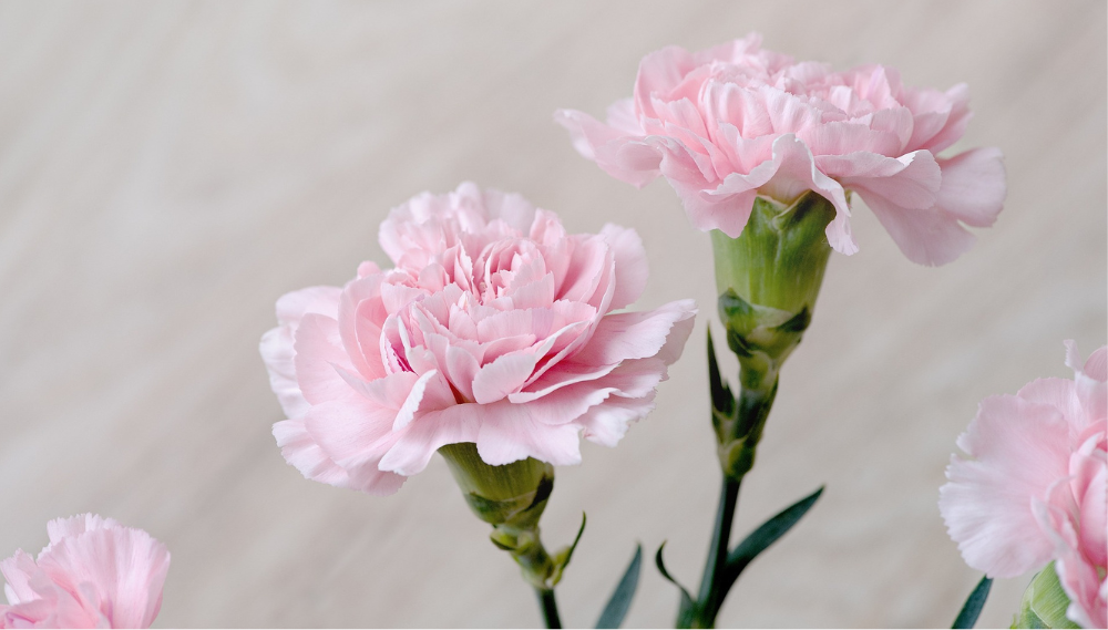How to Make Pink Flower Centerpieces for Spring 5 Pale pink carnations with ruffled petals, in soft focus against a light background.