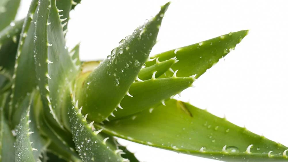 Why Are Succulent Leaves Pointing Up? - Gardening Facts 1 Fresh succulent leaves covered in dewdrops, showcasing the plant's natural water storage capability in its thick, green foliage.