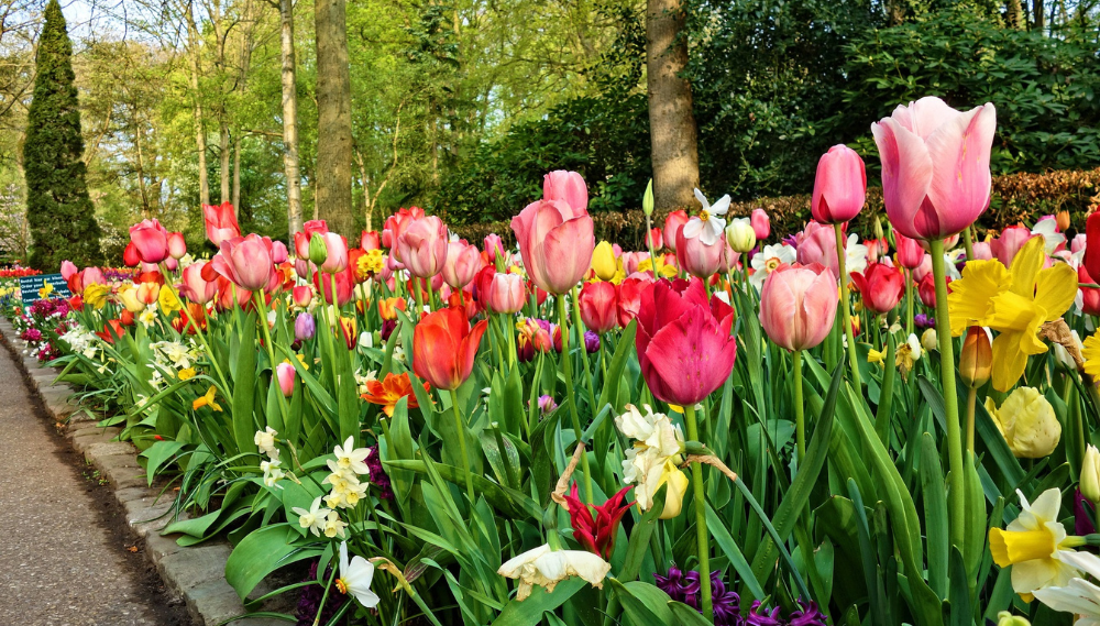 9 Cheap, Simple Front Yard Landscaping Ideas 3 Vibrant garden with multi-colored tulips, lush foliage, pathway, and tall trees, ideal for landscaping ideas.