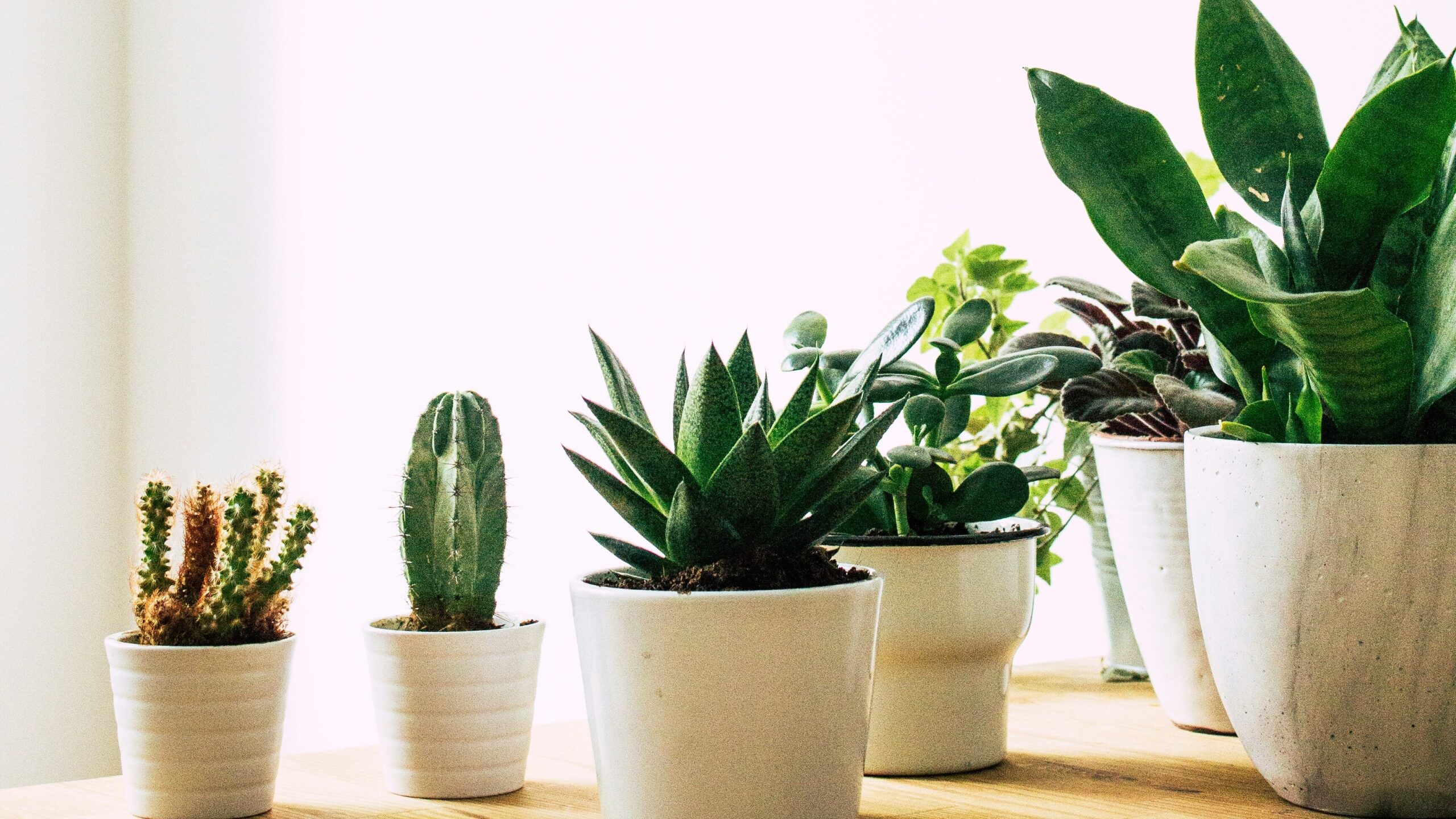 Survival Guide: How Long Can Cacti Last Without Water? 2 Assortment of potted cacti on a windowsill, bathed in soft light, representing diverse cacti varieties for home gardening.