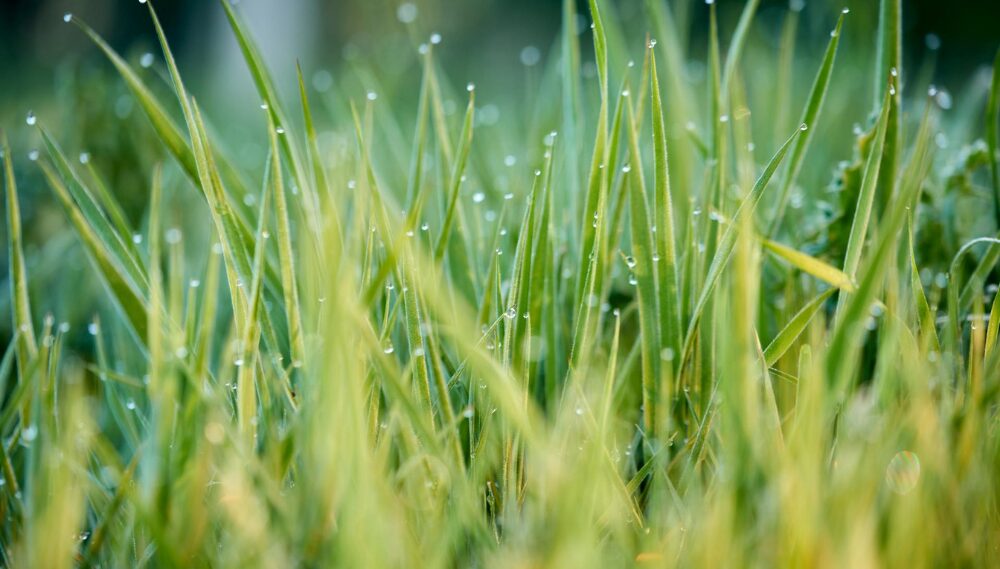 13 Grass Diseases You Need to Watch For 4 Vibrant green grass with morning dew at dawn, aware of grass disease.