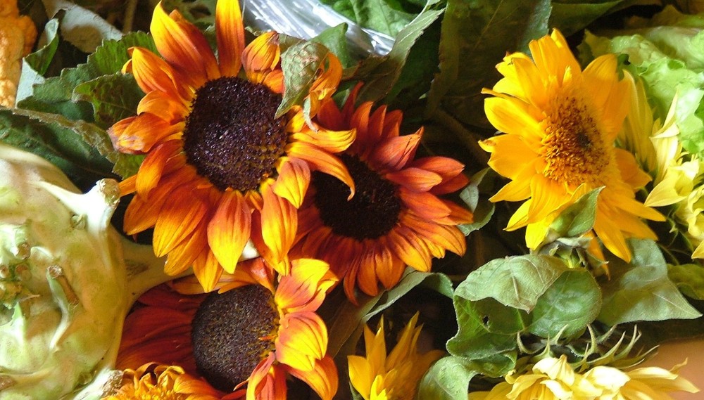 A vibrant display of yellow sunflowers sit cheerfully on the table, their large, bright faces turned towards the light.