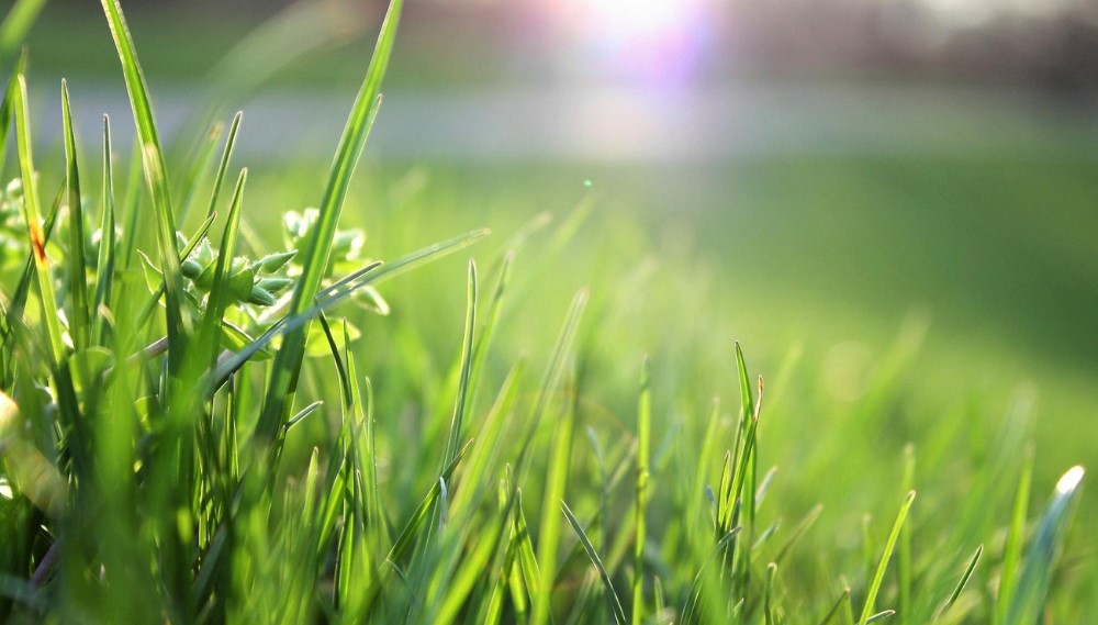 Guide to Garden Weeding in Spring 3 Fresh green grass with sunlight filtering through, highlighting dew drops and tiny white flowers, creating a bright, serene atmosphere.