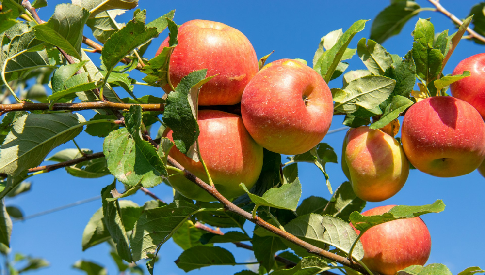 Several vibrant red apples, appearing fresh and juicy, are clustered together on a branch, surrounded by green leaves under bright sunlight, illustrating a healthy and bountiful apple tree.