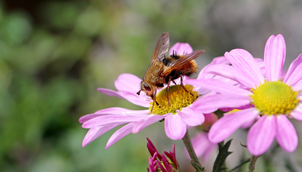 Long-Flowering Plants: The Best for American Gardens 7 Close up of a bee sipping nectar on a lavender flower
