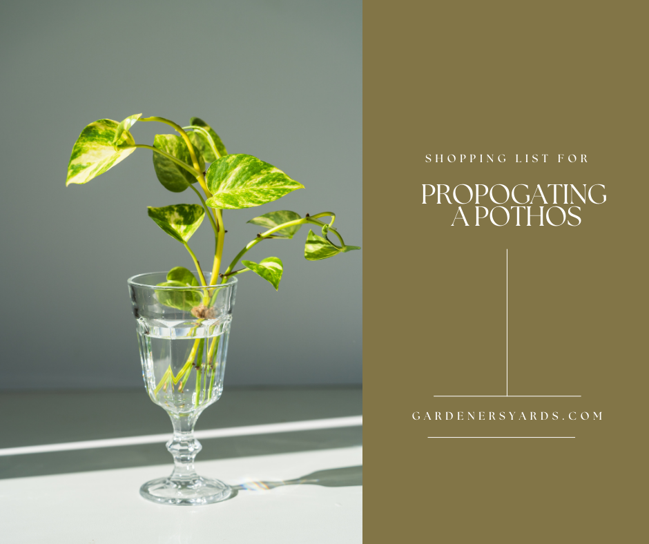 Propagating Pothos Plants: How to Propagate a Pothos Plant Effectively 3 GY Post Boards 2