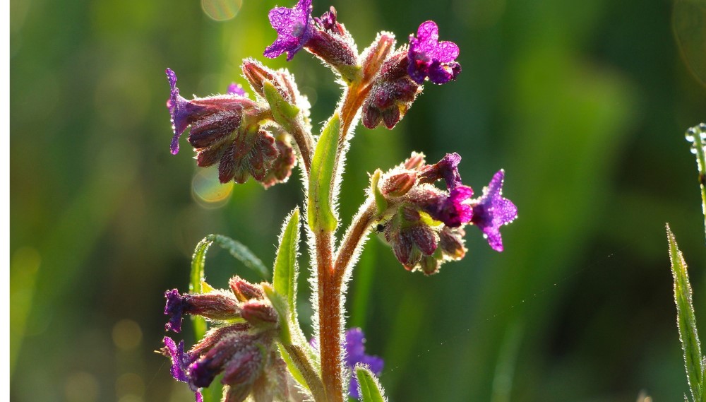 Long-Flowering Plants: The Best for American Gardens 2 Lungwort flower under the sunlight