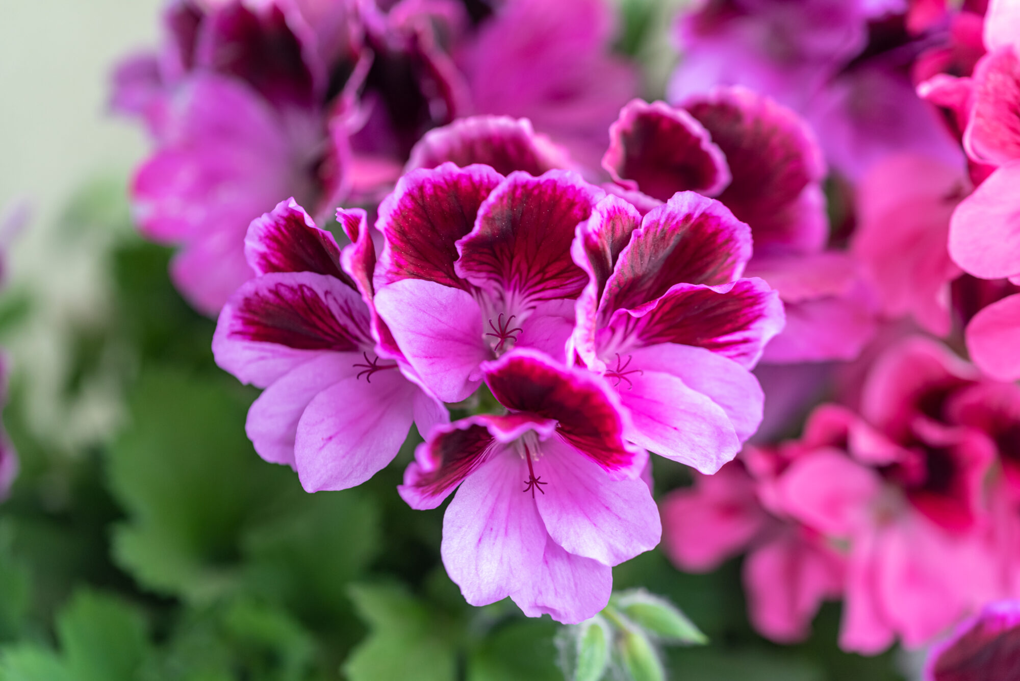 pink pelargonium