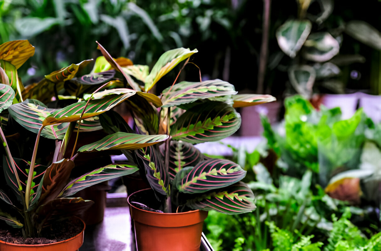 prayer plant varities in garden