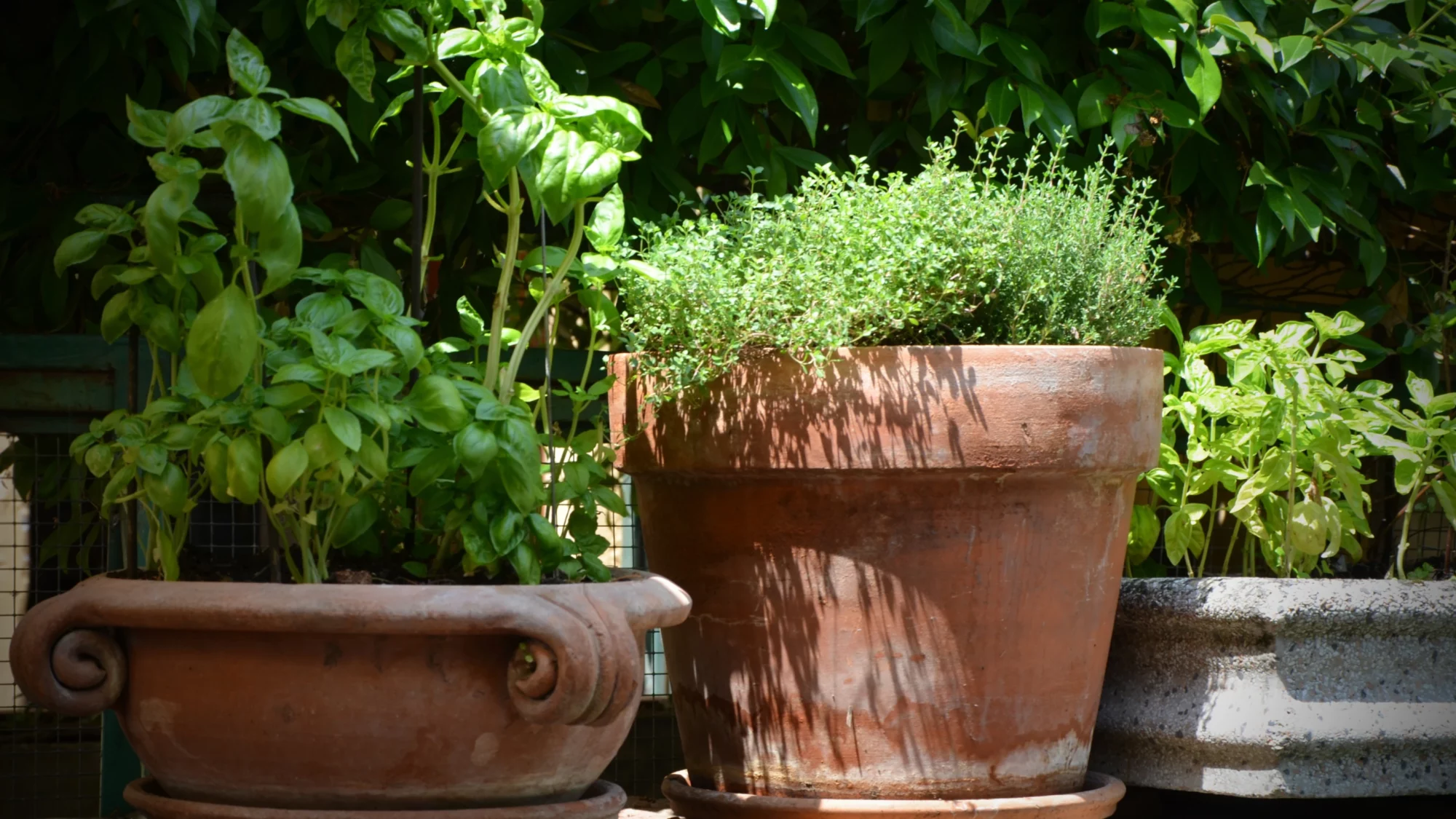 Basil Growing In a Pot