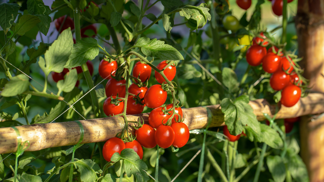 What Are the Bugs on My Tomato Plants How to Get Rid of Them