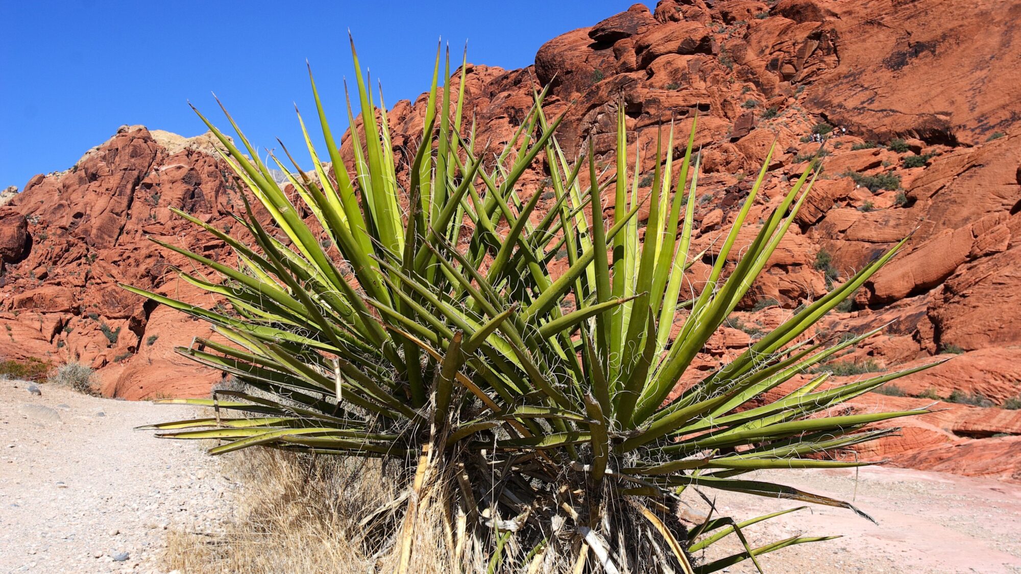 Firescaping Your Backyard: A Guide to Wildfire-Resistant Plants 10 Firescaping Your Backyard_ A Guide to Wildfire-Resistant Plants (2)